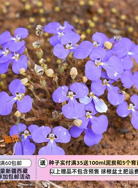 【种子】大花六倍利 纤细半边莲 蓝色翅膀 10粒
