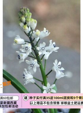 疯狂的小羊Bellevaliaromana