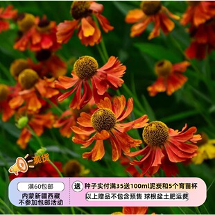 【种子】多年生 可做切花 大花喷嚏草 堆心菊 海伦娜棕红色系10粒