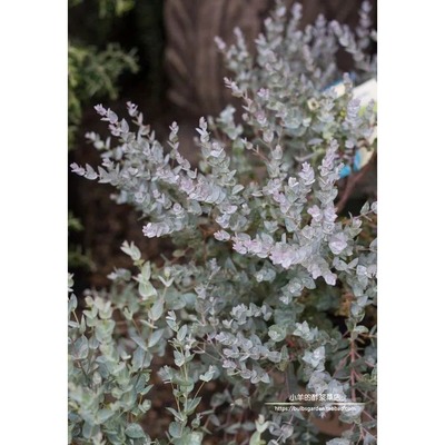 桉树尤加利澳洲月亮湖