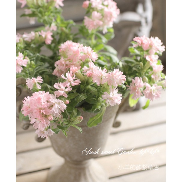 疯狂的小羊重瓣蝇子草桃子色