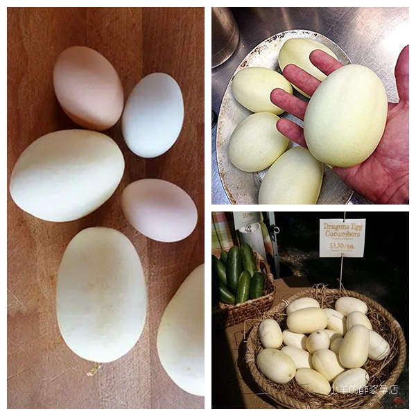 疯狂的小羊夏季开花结果恐龙蛋