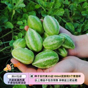 【种子】一年生 可以食用 西印度小黄瓜  5粒（先看描述）
