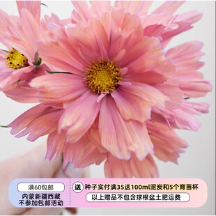 【种子】一年生夏季耐热 复古色调 波斯菊 杏色渐变 5粒