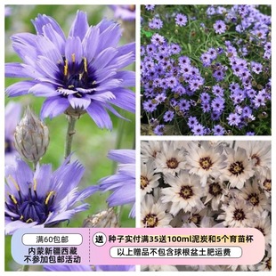 【种子】多年生 可作干花  蓝箭菊 丘比特之箭  两色可选 10粒