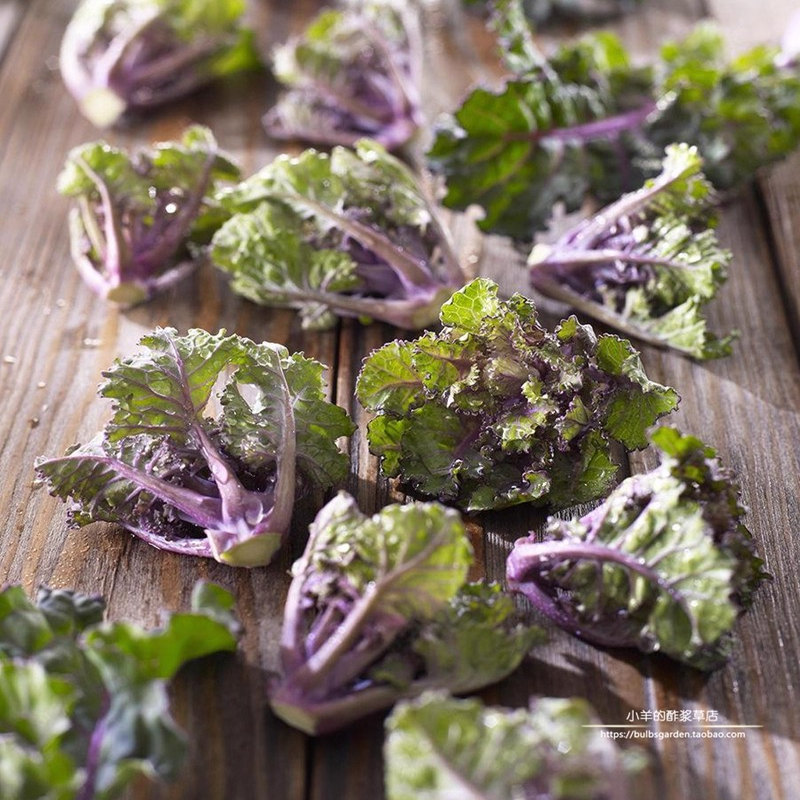 【种子】蔬菜种子  羽衣甘蓝杂交出来的孢子甘蓝  5粒