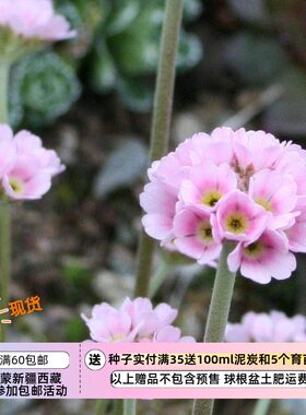 报春花科阿尔巴纳点地梅