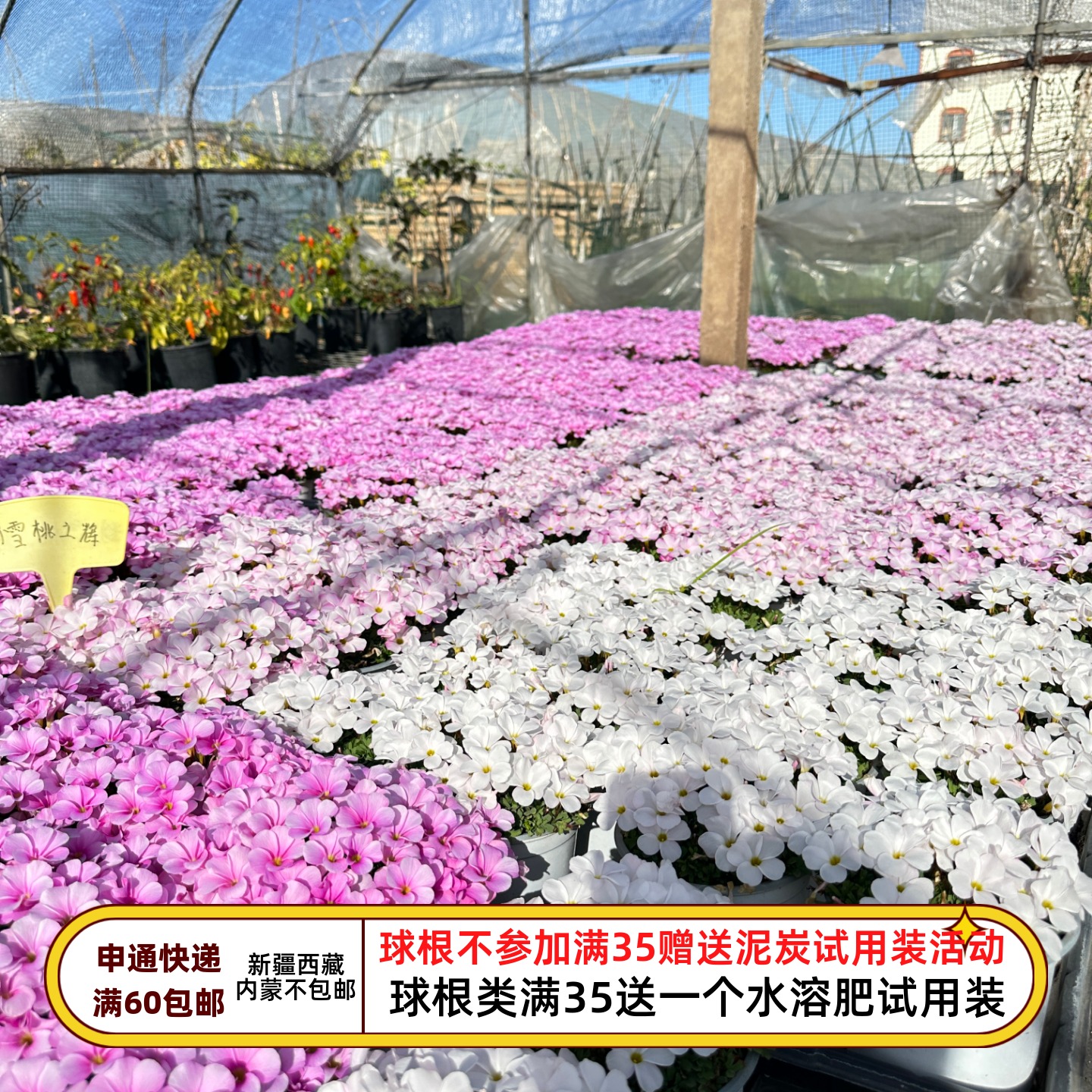 疯狂的小羊粉白桃之辉100粒