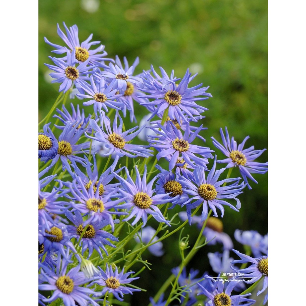 【种子】一年生菊科雏菊蓝色20粒