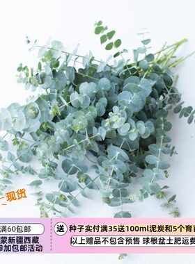 【种子】多年生尤加利桉树5粒