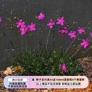 【种子】多年生  肉质根叶  马齿笕科 小花花 草花火10粒