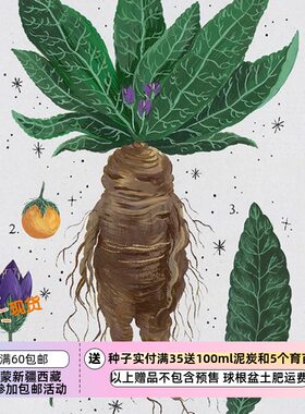 哈利·波特欧洲传统秋曼德拉草