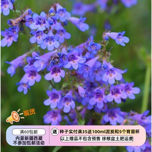 【种子】多年生  前山钓钟柳 矮生蓝雾钓钟柳 10粒