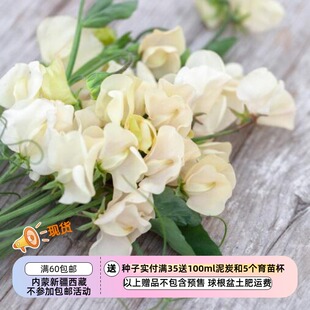 【种子】一年生 芳香植物 爬藤 香豌豆 凯西 3粒