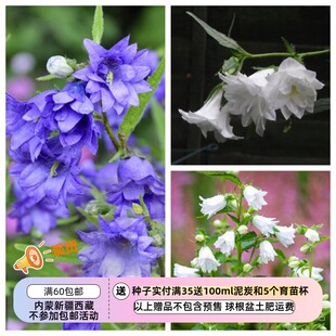 【种子】多年生 桔梗科双层-多层花瓣  宽叶钟型风铃草混色 10粒