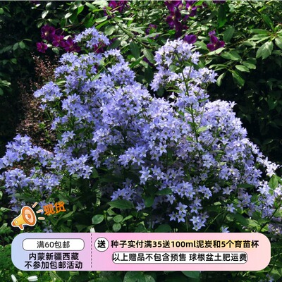 【种子】多年生 桔梗科 风铃草  宽叶 大钟花10粒