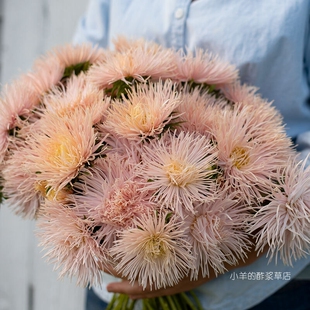 【种子】翠菊 针状花瓣 烟花花型 女神·羚羊绒沙米色 10粒