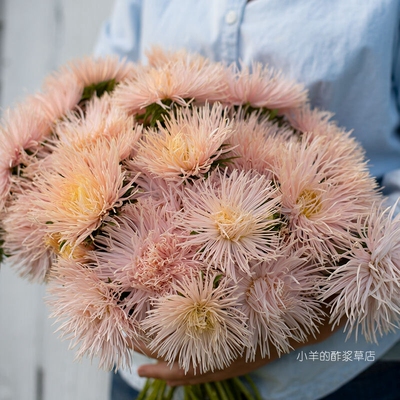针状花瓣女神·羚羊绒沙米色