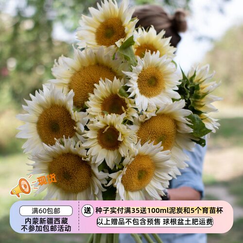 切花向日葵夏季白月光