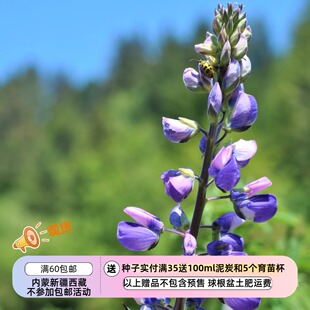 【种子】多年生 鲁冰花 花芳香 溪岸羽扇豆 5粒