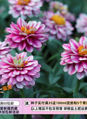 【种子】一年生夏季耐热 矮生百日草 扎哈啦系列树莓波纹 5粒