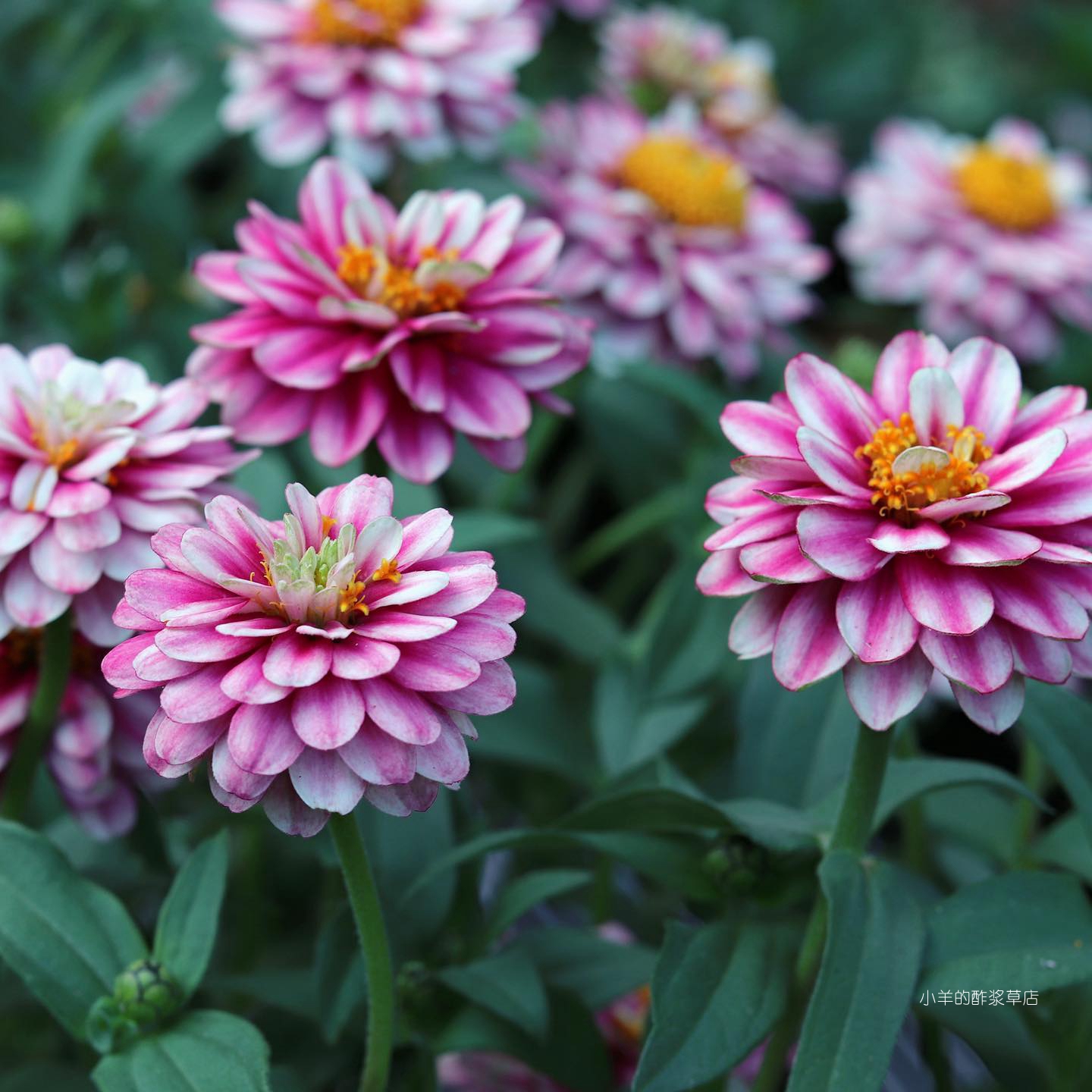 【种子】一年生夏季耐热 矮生百日草 扎哈啦系列树莓波纹 5粒