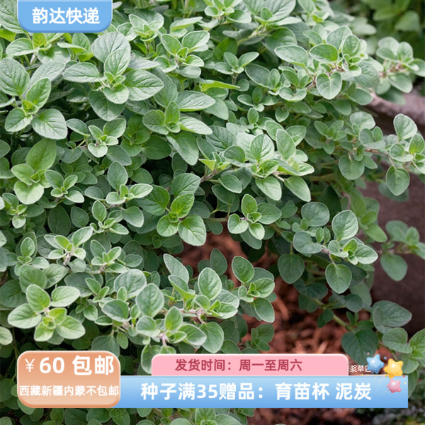 【种子】进口种子 香草 多年生 披萨草 希腊牛至 20粒