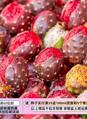 【种子】多种颜色果实 可食用 管风琴仙人掌  5粒