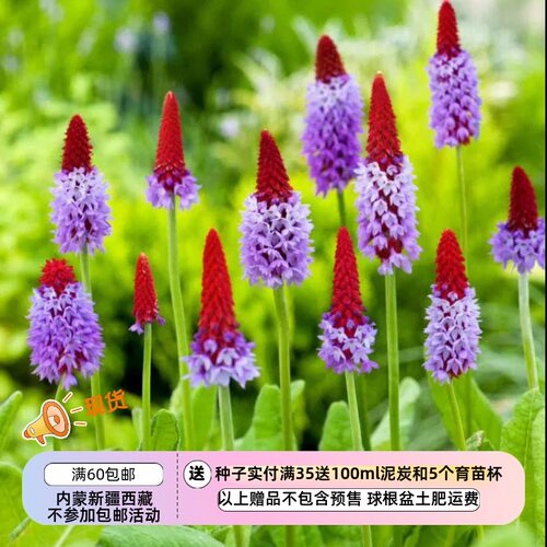 【种子】多年生  报春花科 花园功绩奖 樱草 棒棒糖报春  10粒