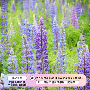 【种子】多年生 宿根多叶羽扇豆 鲁冰花  蓝紫色系 5粒