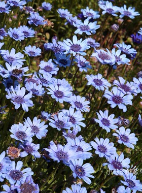 【种子】一年生 菊科 蓝雏菊 蓝色玛格丽特  费利菊 蓝色 10粒