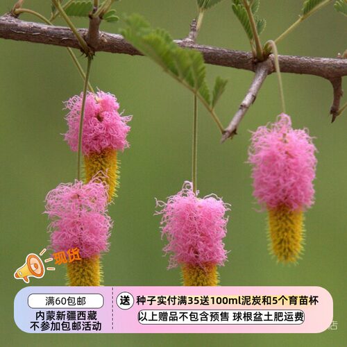 发芽较慢有难度镰荚金合欢