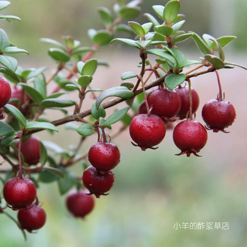 【种子】小型常绿灌木 智利番石榴 草莓香桃木5粒