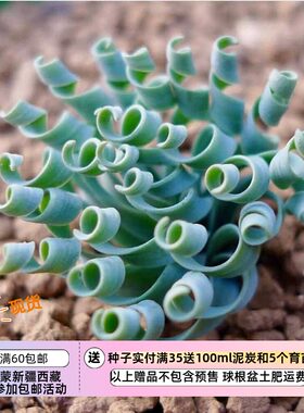 【球根】秋季十月种植  宽叶弹簧草
