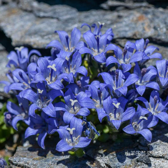 桔梗科塞尼山风铃草10粒