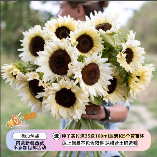 新手推荐开花快白色向日葵好养活