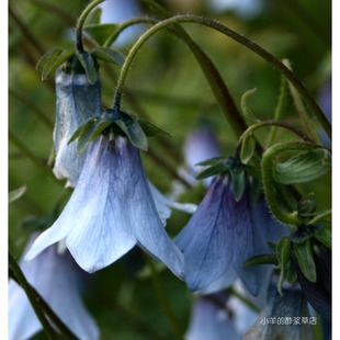 种子 帽子风铃 多年生 淡蓝色铃铛花 10粒 桔梗科