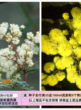 【种子】多年生 花色淡黄/亮黄色 阳光金合欢 5粒