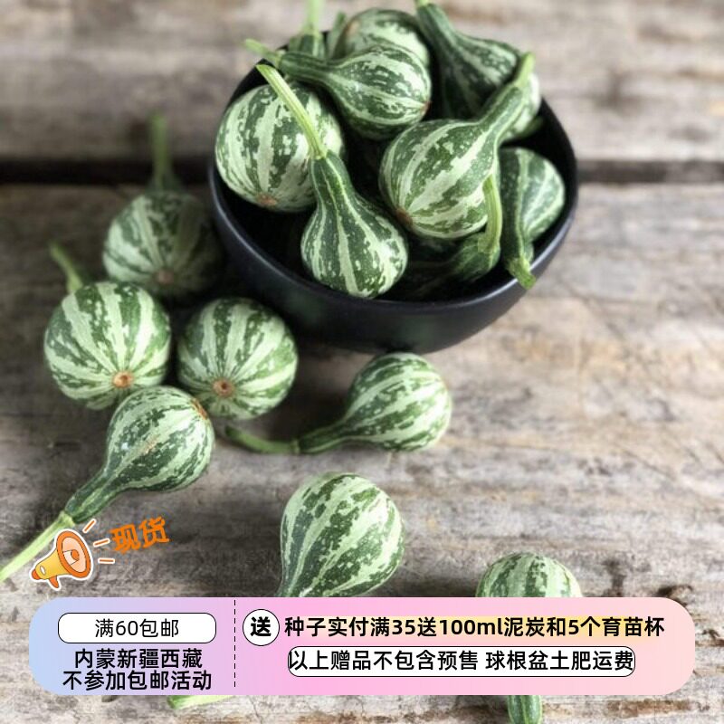 【种子】不可食用 装饰用儿童花园  田纳西州旋转葫芦 3粒