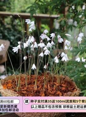 【球根】夏季种植 秋季盛开的白色小铃铛  秋雪片莲