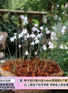 【球根】夏季种植 秋季盛开的白色小铃铛  秋雪片莲