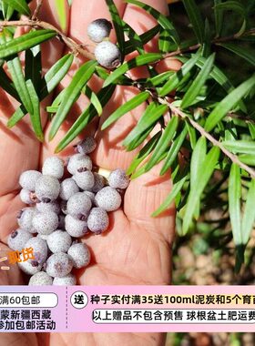 【种子】多年生 澳洲浆果小灌木 蜜晶果 Midyim Berry 3粒