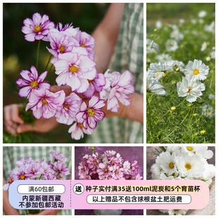 【种子】一年生夏季耐热 单瓣-半重瓣 波斯菊 飞姿系列