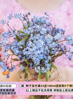 【种子】 多年生 紫草科 切花勿忘我 浅蓝色 10粒