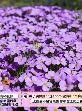 【种子】多年生 地被岩石花园 南庭芥 纤柔皇家蓝 10粒