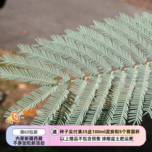 【种子】多年生 可以观赏的盆栽树  圣诞金合欢 5粒