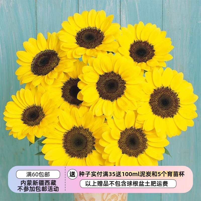 【种子】夏季耐热 切花型 向日葵 文森特 柚子 5粒