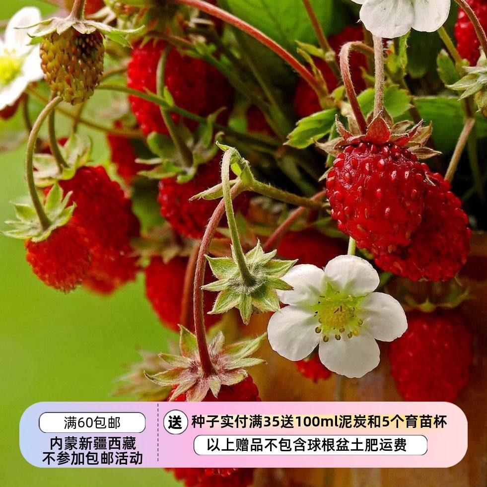 【种子】多年生  意大利攀援高山草莓  萨提亚  10粒,鲜花速递/花卉仿真/绿植园艺,家庭园艺种子,淘宝优惠券,粉丝福利购,淘宝优惠卷