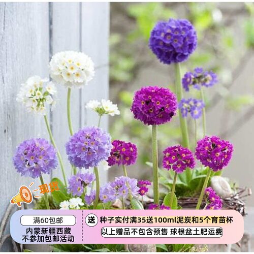 疯狂的小羊球花报春混色