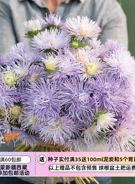 【种子】翠菊 针状花瓣 烟花花型 哈扎斯特·浅蓝色'  5粒
